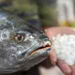 Balığın başındaki bu taşın kilosu 1000 lira! Şifalı olduğuna inanılıyor