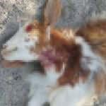 Daha &ouml;nce &ccedil;ocuklara saldırmışlardı! Sokak k&ouml;pekleri 3 ke&ccedil;iyi par&ccedil;aladı