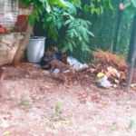 Denizli'de a&ccedil; kalan tilki g&uuml;peg&uuml;nd&uuml;z mahalleye indi