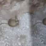 Kırmızı listede yer alan Arap tavşanı Elazığ&rsquo;da g&ouml;r&uuml;ld&uuml;