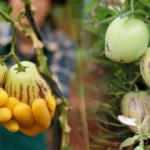 Pepino faydaları nelerdir? Kan şekerini dengeleyen pepino nasıl yenir?