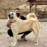 Anadolu aslanı 'Kangallar' yeniledikleri &ccedil;elik zırhlı t&uuml;yleriyle kışa hazırlanıyor