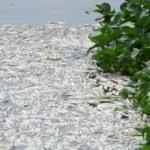 Balık&ccedil;ılar şaştı kaldı! Asi Nehri&rsquo;ndeki binlerce balık su y&uuml;zeyine vurdu