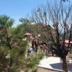 Cemevinin dilek ağacını yakan 2 kişiye g&ouml;zaltı