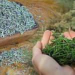 Gece yatmadan önce kekik çayı içmek ne işe yarar? Dağ kekik çayı bağışıklık sistemini güçlendirir mi?