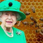 Kraliçe 2. Elizabeth'in ölümü, arılara da söylendi