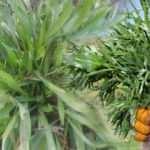 Yılan dili otu faydaları nelerdir? Karaciğeri yenileyen yılan otu nasıl kullanılır?