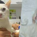 Zonguldak&rsquo;ta 7. kattan d&uuml;şen kedinin damağı patladı 