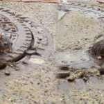 Zonguldak&rsquo;ta ilgin&ccedil; olay! Fare r&ouml;gar kapağına sıkıştı