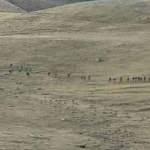 Azerbaycan: &Ouml;len 100 Ermeni askerlerini teslim etmeye hazırız