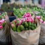 Elizabeth'in cenazesi i&ccedil;in karanfil hibe edilecek iddiaları yalan &ccedil;ıktı