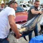 Oltasıyla 100 kiloluk dev orkinos yakaladı! 