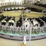 Ulusal Süt Konseyi: “Piyasada oluşan çiğ süt fiyatına müdahale yok!”