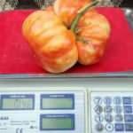 Ağırlığı bir kiloyu aşan dev Sason domatesi tezgahlarda yerini aldı
