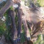 Avlanması yasak olan kızılgeyiği vurup derisini y&uuml;zd&uuml;ler