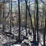 Bakan Yardımcısı Çataklı: Marmaris yangını, arıcının yaktığı ateşle çıktı