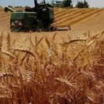 Buğday ve mısırda referandum endişesi