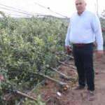 Karaman'da binlerce elma ağacı k&ouml;k&uuml;nden kırıldı