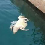 Koruma altındaki kaplumbağalar &ouml;l&uuml; halde kıyıya vurdu