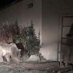 Tunceli'de a&ccedil; kalan boz ayılar mezbahaneyi mesken tuttu