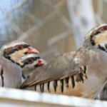 Üstlerinde 8 kınalı keklikle yakalandılar, bedeli ağır oldu