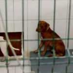 'Katil' pitbull çetesi! Kedi evine girip saldırdılar