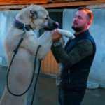 Namı t&uuml;m d&uuml;nyaya yayılan saf ırk kangal cinsi k&ouml;peklerin fiyatı dudak u&ccedil;uklattı