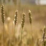 Trakya'da buğday rekoltesi 2 milyon 280 bin ton oldu
