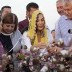 Türkan Şoray tarlada pamuk hasadına katıldı
