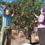 Emekli &ccedil;iftin bah&ccedil;elerine diktiği alı&ccedil;, y&uuml;zlerini g&uuml;ld&uuml;rd&uuml;