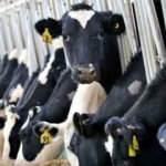 Et ve süt üretimi alarm veriyor