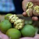 Geyve&rsquo;de ceviz hasadı