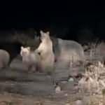 Yiyecek bulamayan ayılar şehir merkezine indi