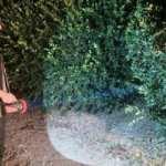 Limon değer kazanınca gece g&uuml;nd&uuml;z n&ouml;bete başladılar