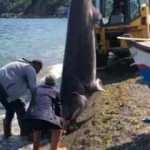 Bursa'da ağlara dev k&ouml;pek balığı takıldı