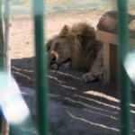 Ankara'nın ortasında aslan ve kaplan! 'Psikolojimiz bozuldu' Ama fayda etmedi