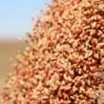 "Reis" buğdayında 4 bin ton tohumluk mahsul beklentisiyle ekime başlandı