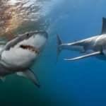 Rüyada köpek balığı görmek neye işaret eder? Rüyada denizde köpek balığı görmek hayırlı mıdır?