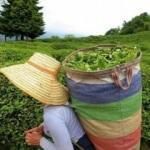 Türk çayı 9 ayda en fazla Belçika'ya ihraç edildi