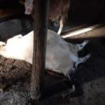 Bir ailenin tek ge&ccedil;im kaynağıydı, yangında telef oldu