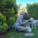 Sokak hayvanları için emsal karar: Çarptığı köpek için verdiği hukuk mücadelesini kazandı