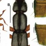 Edirne'de Gala G&ouml;l&uuml; Milli Parkı yakınlarında yeni b&ouml;cek t&uuml;r&uuml; keşfedildi