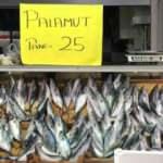 Karadeniz'de palamudun fiyatı 25 liraya düştü