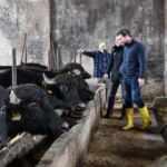 "Manda Islahı" projesiyle yetiştiricilere 11 yılda 225 milyon lira destek