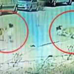 Manisa’da sokak köpeği dehşeti: Aynı köpek 3 gün arayla 2 kardeşi ısırdı