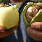 Bitlis'te &uuml;retildi! Bu cevizleri g&ouml;renler inanamıyor