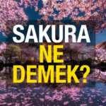 Sakura ne demek? Sakura ağacı hikayesi...