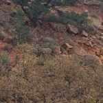 Zeka testi: Gizli geyiği 13 saniyede bulan kendine dâhi diyebilir!