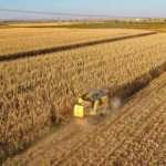 Diyarbakır'da bu sezon 253 bin ton mısır üretilmesi bekleniyor