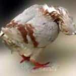 G&uuml;vercinler zombiye d&ouml;nd&uuml;: İngiltere'yi korkutan hastalık